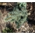 nasiona Świerk gruboigłowy szt.5 Flxx12